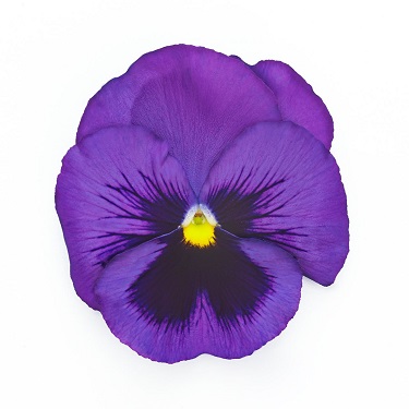 306T/18PANSY TRUE BLUE