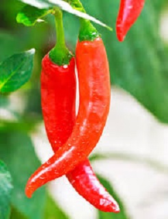 E4.75T/10PEPPER ITALIANROASTER