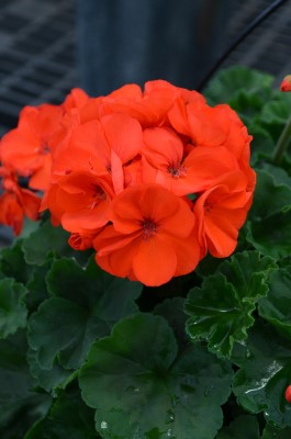 4.75" GERAN MOJO ORANGE