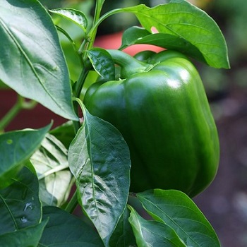 E-PEPPER GREENBELL 4.75"