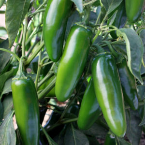 E-PEPPER JALAPENO 4.75"
