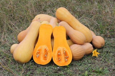 E-4.75" SQUASH BUTTERNUT