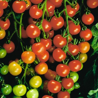 E-TOMATO SUPERSWEET100 4.75"