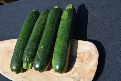 E-4.75" ZUCCHINI AMBASSADOR