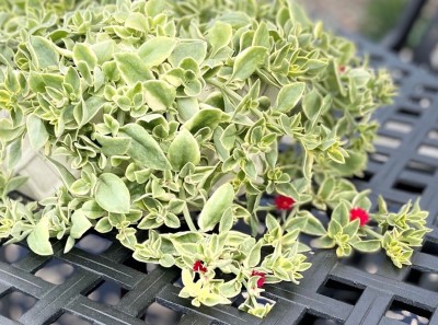 DOROTHEANTHUS MEZOO RED 4.75"