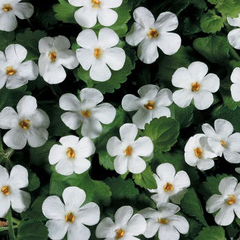 BACOPA WHITE 4.75"