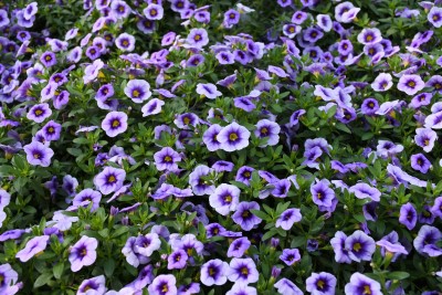 4.75" CALI EYECONIC PURPLE