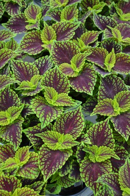 4.75" COLEUS COLEOSAURUS