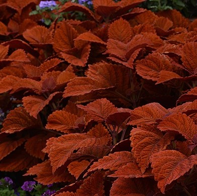 4.75" COLEUS INFERNO