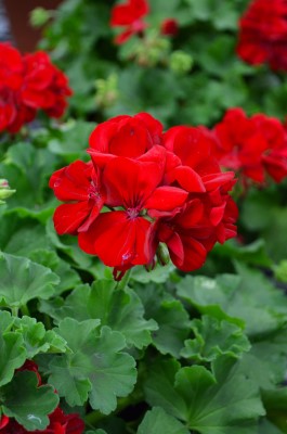 4.75" GERAN CALLIOPE DK RD