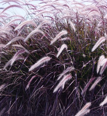 GRASS PURPLE FOUNTAIN 4.75"