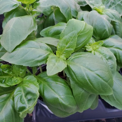 E-HERB BASILSWEET 4"