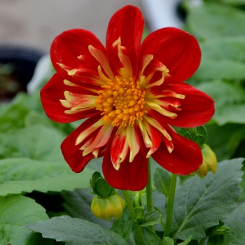 DAHLIA RED/YELLOW 4.75"