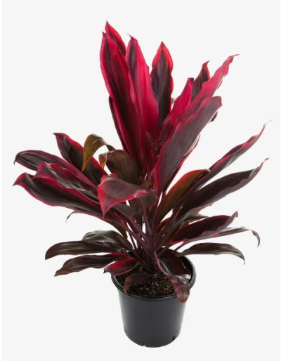 6.5" CORDYLINE RED SISTER