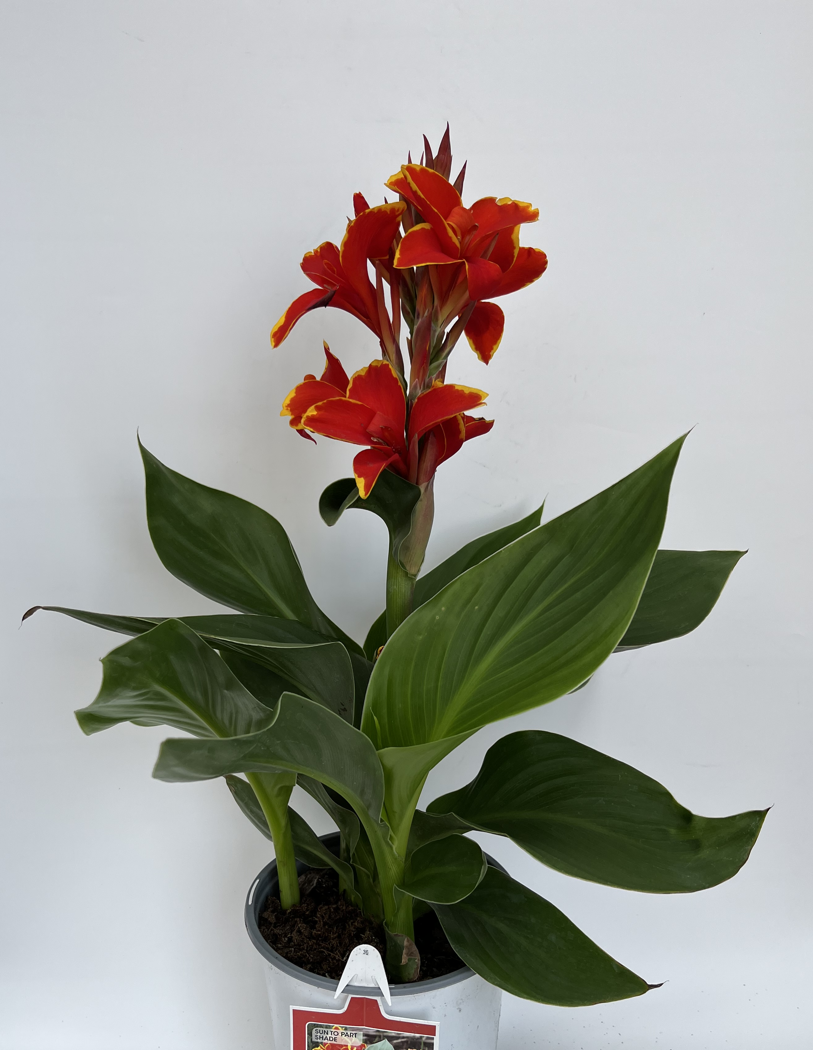 6.5" CANNALILYCANNOVA RED GOLD