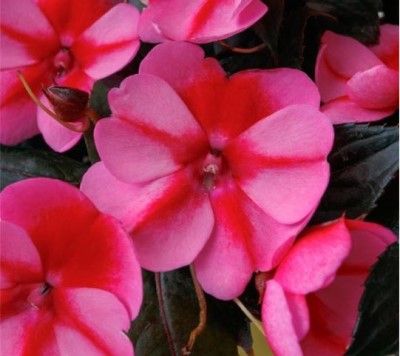 4.75" SUNPATIENS RED CANDY
