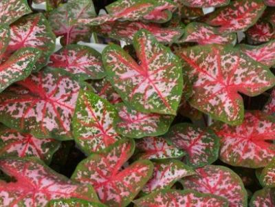 6.5" CALADIUM CAROLYN WHORTON