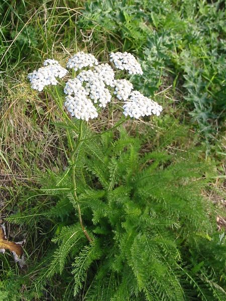 ACHIL MIL COMMON YARROW 3.5"/18T