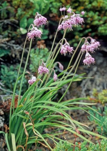 ALLIUM CER NODDING PINK 3.5"/18T