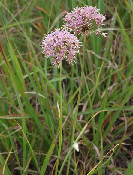 ALLIUM CER NODDING PINK ONION #1