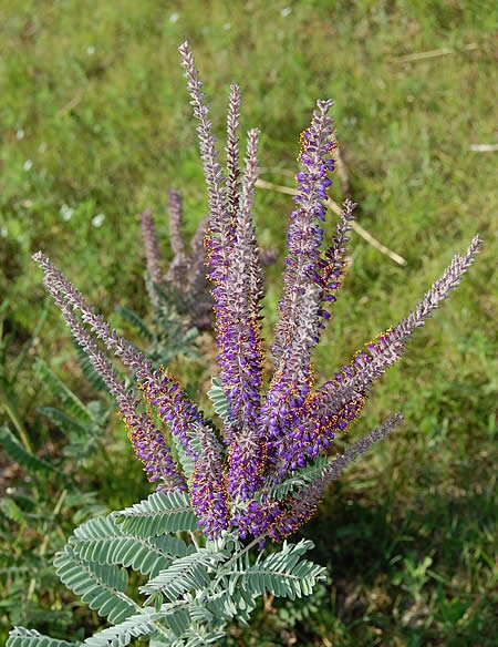 AMORP CAN LEADPLANT #1