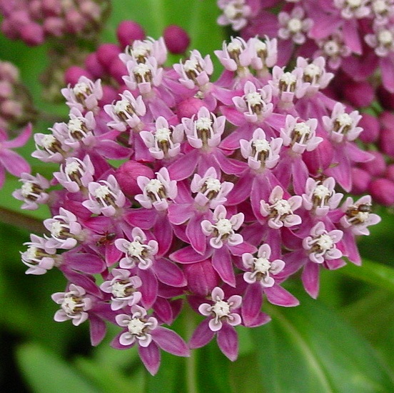 ASCLE INC SWAMPMILKWEED 3.5"/18T