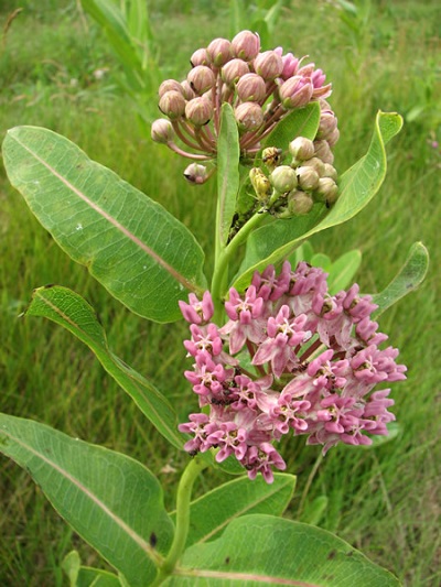 ASCLE SULPRAIRIEMILKWEED3.5"/18T