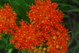 ASCLE TUB BUTTERFLYWEED 3.5"/18T