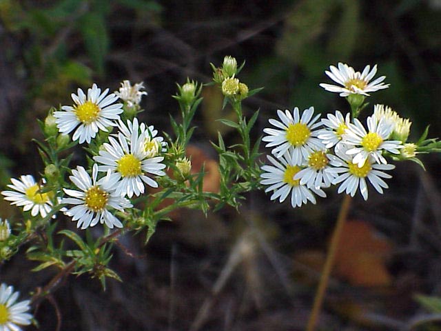ASTER ERI HEATH ASTER 3.5"/18T