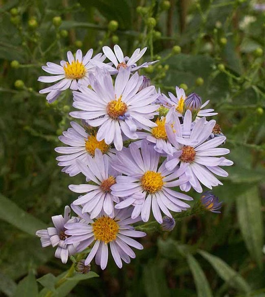 ASTER LAE SMOOTH ASTER #1