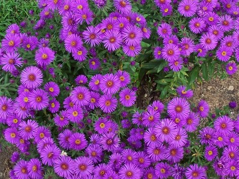 ASTER NOV ANG NEWENGLAND3.5"/18T