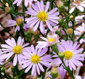 ASTER OOLENTANGIENSE 3.5"18/TRAY