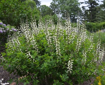 BAPTISIA ALBA 3.5"18/TRAY