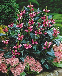 CHELONE GLA TURTLEHEAD 3.5"/18T