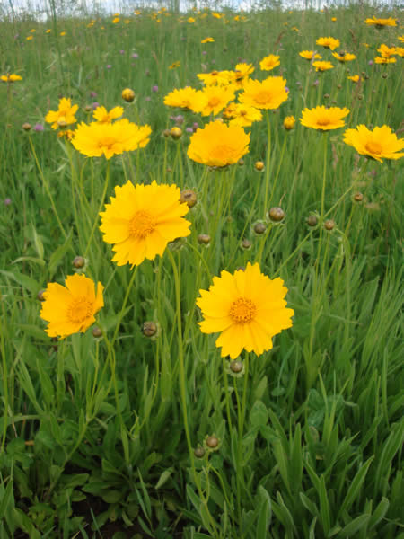 COREOPSIS LANCEOLATA 3.5"/18T