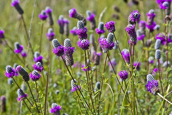 DALEA PURPURPLEPRAIRCLOV3.5"/18T