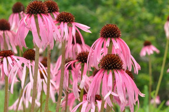 ECHIN PAL PALE PUR CONEFLOWER #1