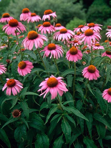 ECHIN PURPUREA #1
