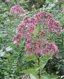 EUPAT MAC JOE PYE WEED 3.5"/18T