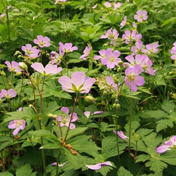GERAN MACULATUM #1