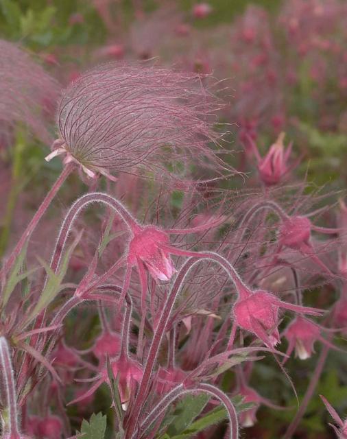 GEUM TRI PRAIRIE SMOKE 3.5"/18T