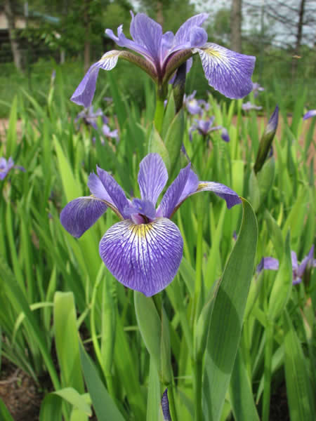 IRIS VER BLUE FLAG IRIS 3.5"/18T