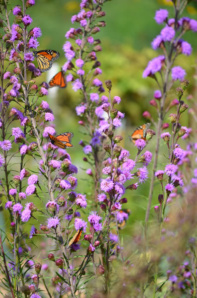 LIATR LIG MEADOW BLAZING STAR #1