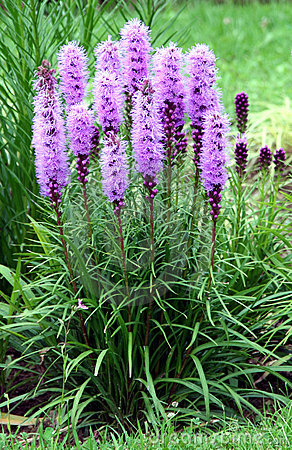 LIATRIS SPI DENSEBLAZING3.5"/18T