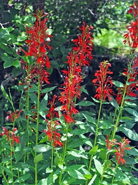 LOBEL CAR CARDINAL FLOWER #1