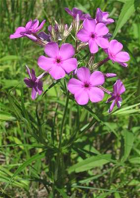 PHLOX PIL PRAIRIE PHLOX 3.5"/18T