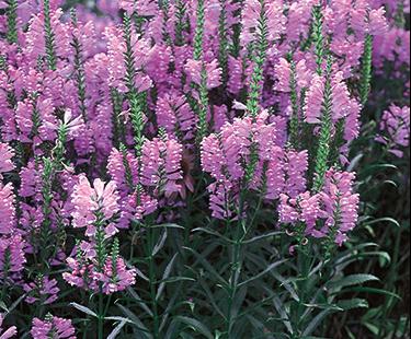 PHYSO VIR OBEDIENT PLANT3.5"/18T