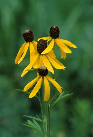 RATIB PIN YELLOW CONEFLOWER #1