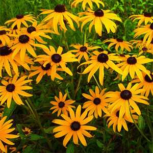 RUDBE HIR BLACKEYEDSUSAN3.5"/18T