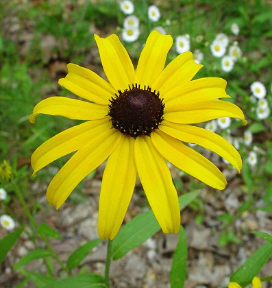 RUDBE HIR BLACK EYED SUSAN #1
